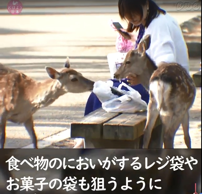 圖:翻攝NHK クローズアップ現代+臉書 圖:翻攝NHK クローズアップ現代+臉書