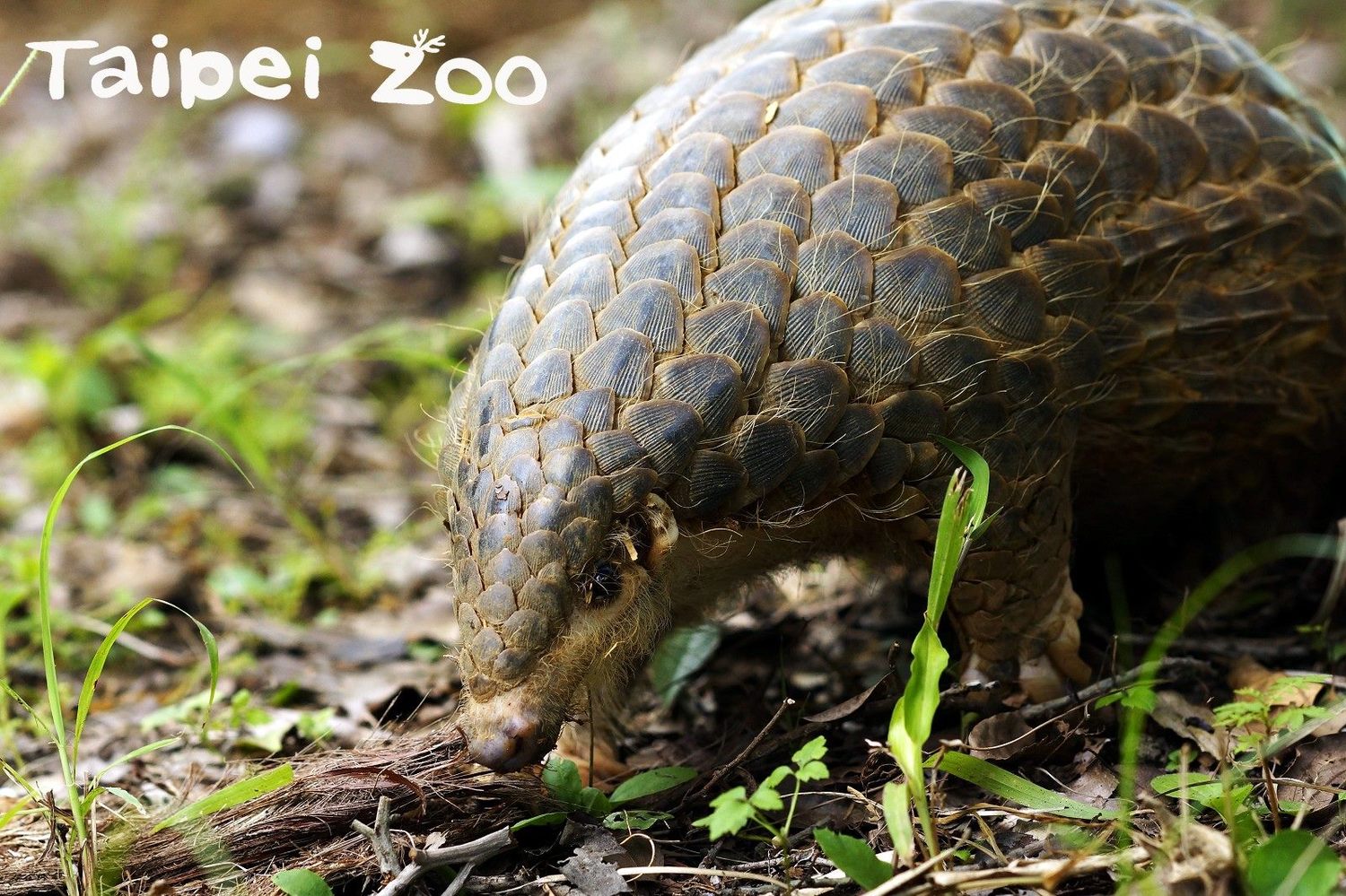 熱帶雨林室內館是以穿山甲為意象設計建造。 圖:台北市立動物園/提供 熱帶雨林室內館是以穿山甲為意象設計建造。 圖:台北市立動物園/提供