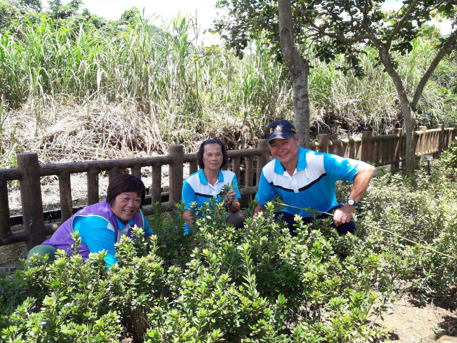 金山區萬壽里經農業局協助,在社區種植800株萬金杜鵑,讓鄰里環境更美。 圖:新北市農業局/提供 金山區萬壽里經農業局協助,在社區種植800株萬金杜鵑,讓鄰里環境更美。 圖:新北市農業局/提供