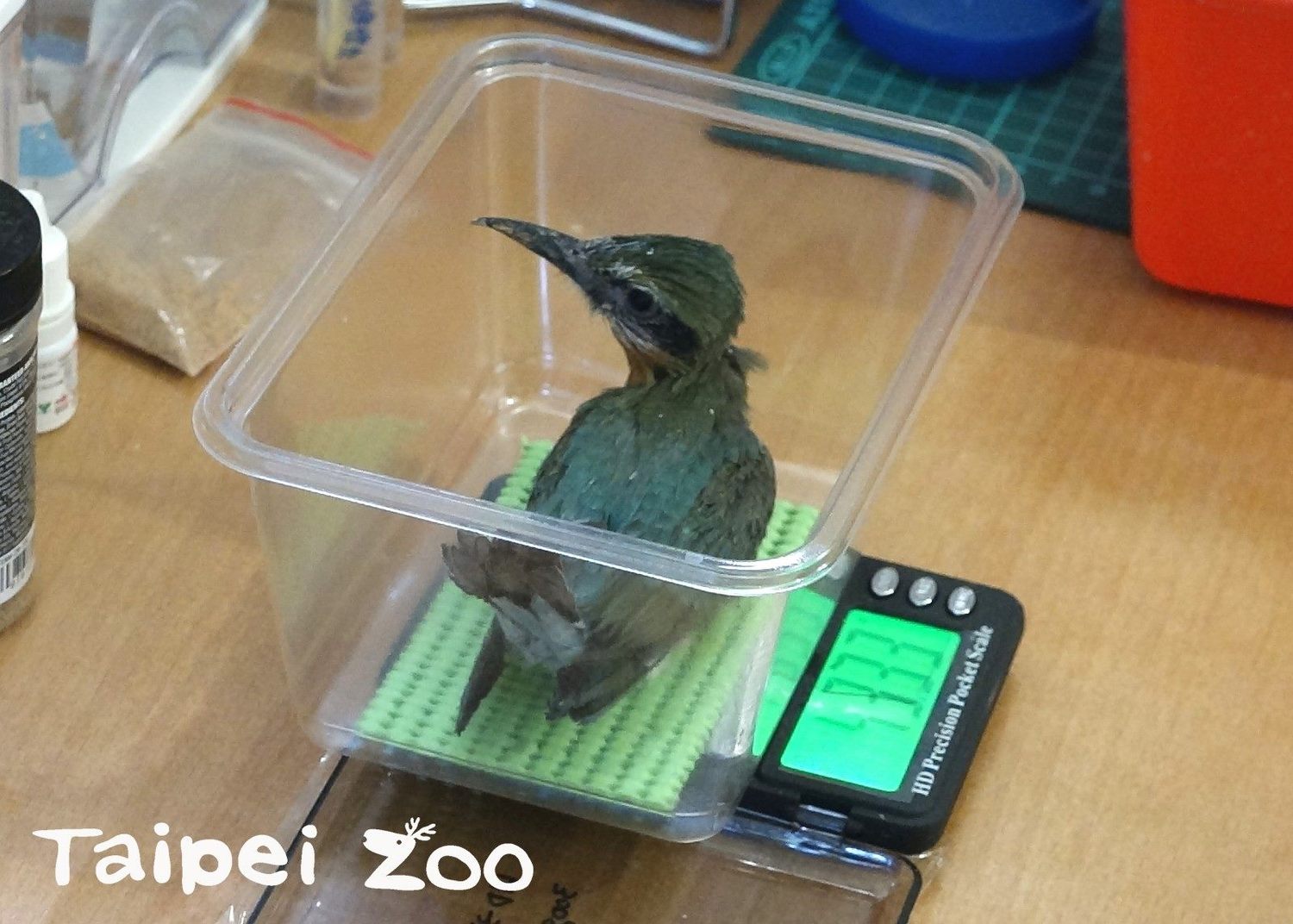 栗喉蜂虎寶寶測量體重。 圖:台北市立動物園/提供 栗喉蜂虎寶寶測量體重。 圖:台北市立動物園/提供