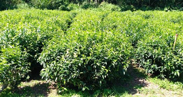 茶改場台東分場原生山茶栽培情形。 圖:農委會/提供 茶改場台東分場原生山茶栽培情形。 圖:農委會/提供