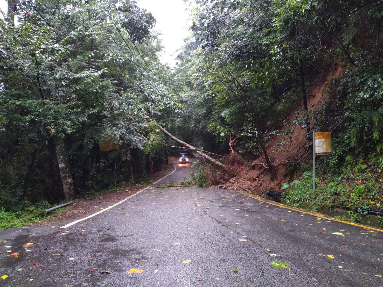 雪山路15公里處路樹倒塌。 圖 : 和平警察分局/提供 雪山路15公里處路樹倒塌。 圖 : 和平警察分局/提供