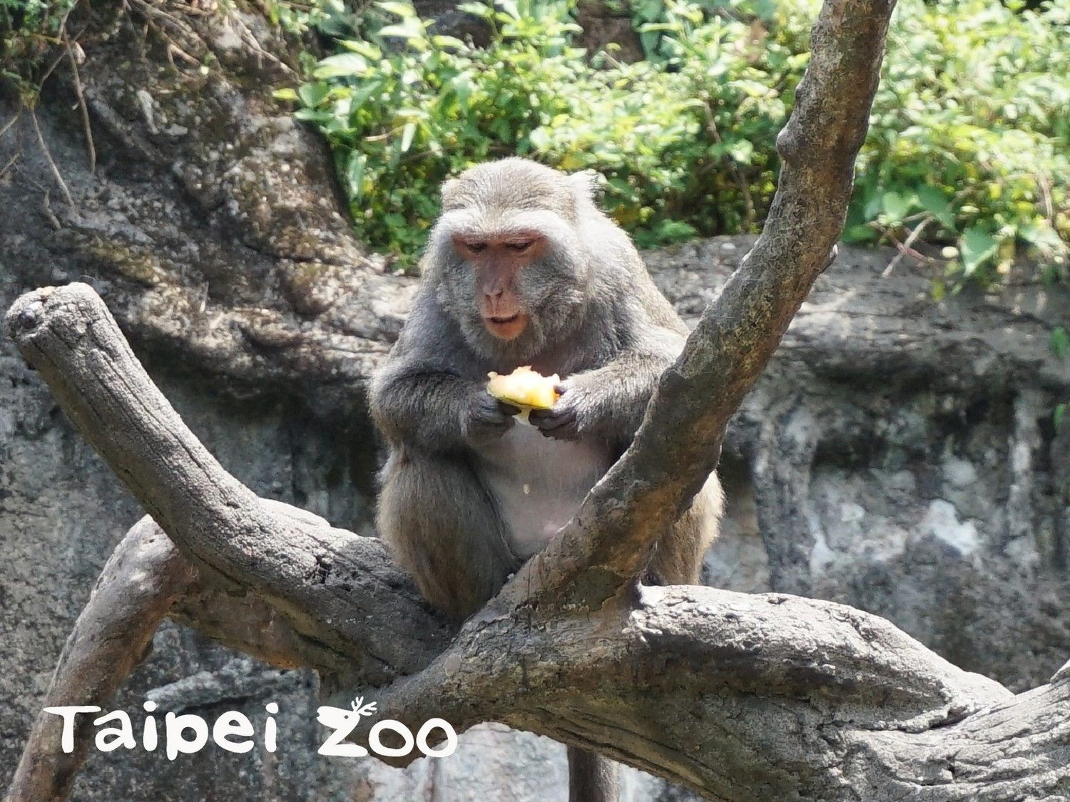 台灣獼猴性情大不同,每隻吃冰的方式都不一樣。 圖:台北市立動物園/提供 台灣獼猴性情大不同,每隻吃冰的方式都不一樣。 圖:台北市立動物園/提供