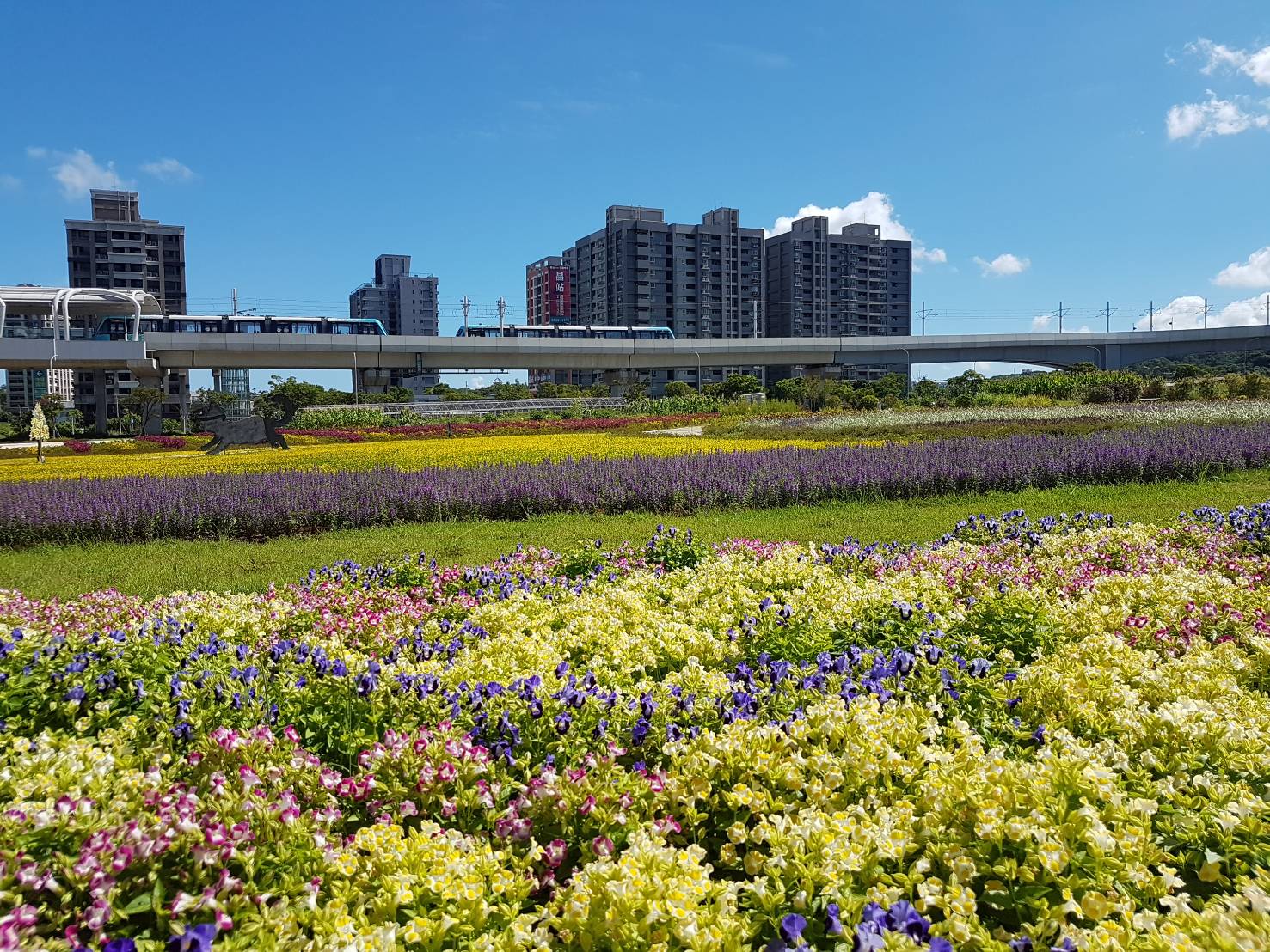 多種顏色的夏菫栽植在一起,甚是美麗。 圖:新北市政府/提供 多種顏色的夏菫栽植在一起,甚是美麗。 圖:新北市政府/提供