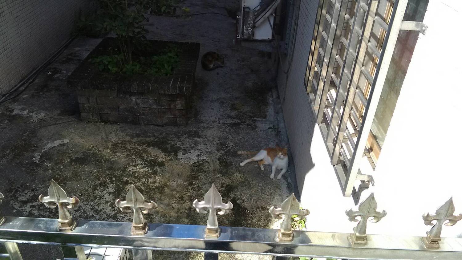 所幸鐵網在傷害動物之前就撤下,圖為防火巷內兩隻流浪貓正在乘涼。 圖:新北市動保處/提供 所幸鐵網在傷害動物之前就撤下,圖為防火巷內兩隻流浪貓正在乘涼。 圖:新北市動保處/提供