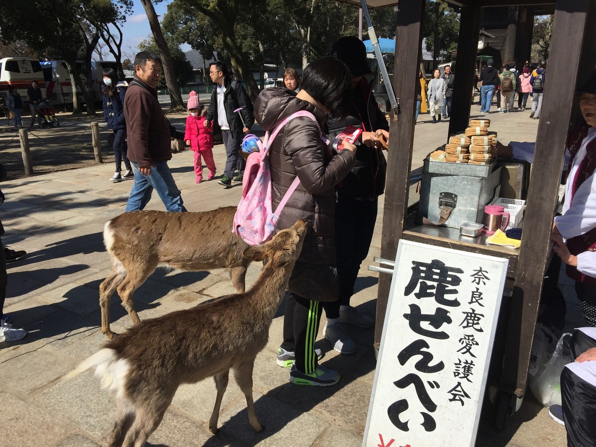 奈良鹿餅已28年沒漲價,但受日本政府10月調漲消費稅影響,每束鹿餅將從現行的150日圓調漲為200日圓。 圖:陳芳伶/攝 奈良鹿餅已28年沒漲價,但受日本政府10月調漲消費稅影響,每束鹿餅將從現行的150日圓調漲為200日圓。 圖:陳芳伶/攝