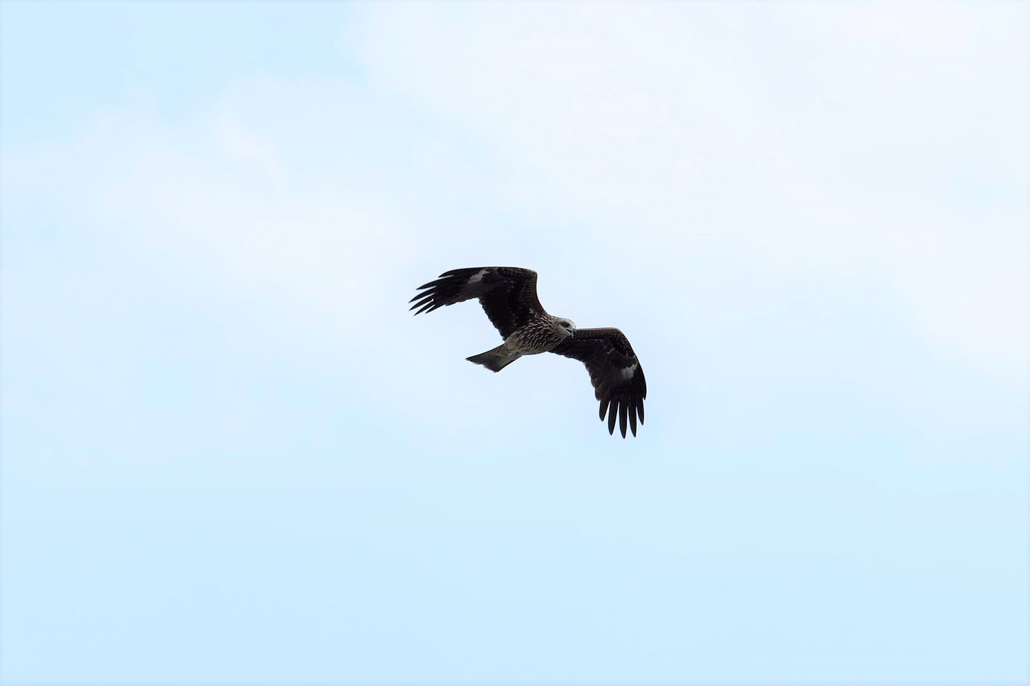 黑鳶遨翔天際的英姿。 圖:新北市動保處提供 黑鳶遨翔天際的英姿。 圖:新北市動保處提供