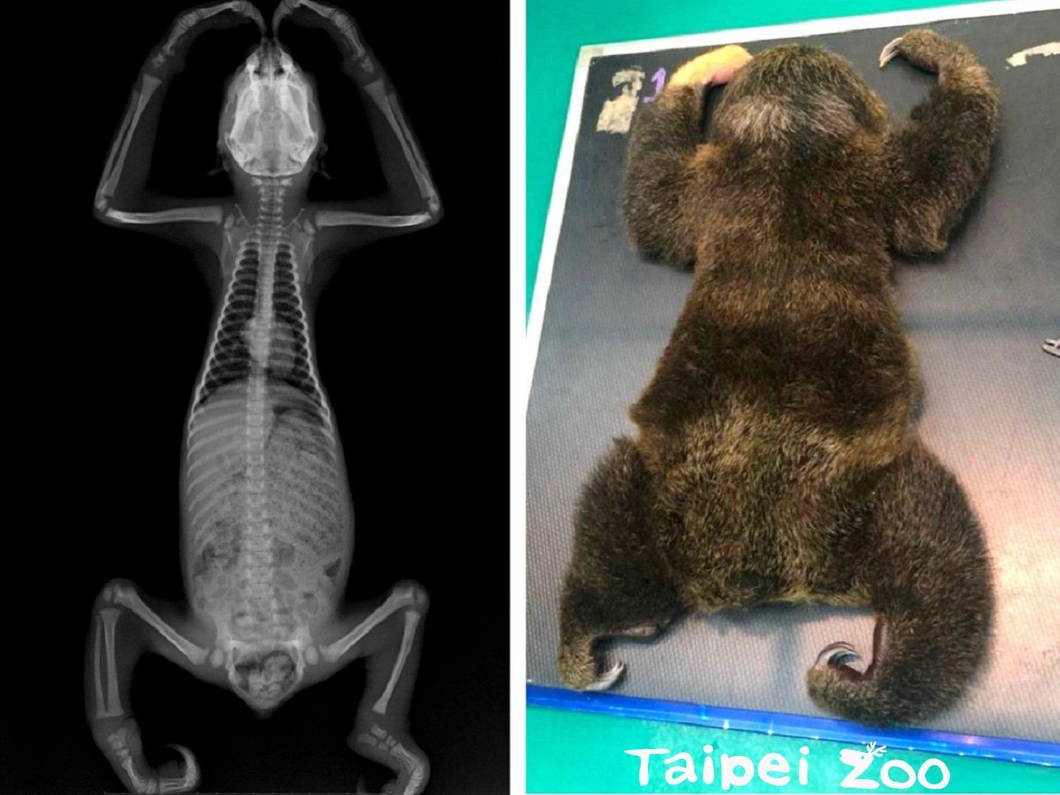 「葉紫」是動物園樹懶家族中的老么,健康檢查結果顯示牠非常健康。 圖:台北市立動物園/提供 「葉紫」是動物園樹懶家族中的老么,健康檢查結果顯示牠非常健康。 圖:台北市立動物園/提供