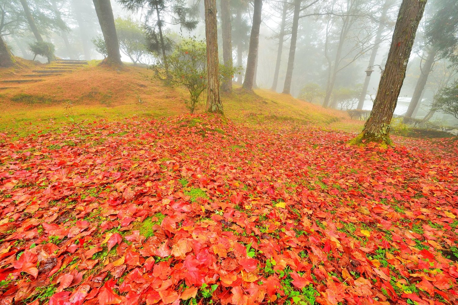 葉子落下鋪成紅色地毯。 圖:黃源明/提供 葉子落下鋪成紅色地毯。 圖:黃源明/提供