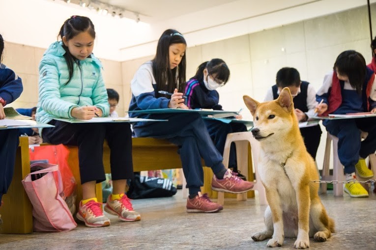 好客擔任稱職的模特兒。 圖:新北市動保處/提供 好客擔任稱職的模特兒。 圖:新北市動保處/提供