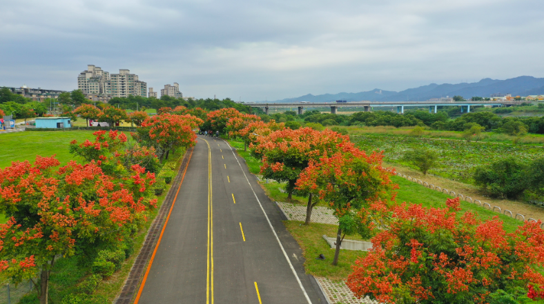 大漢溪兩岸賞台灣欒樹粉紅步道。 圖:新北市政府/提供 大漢溪兩岸賞台灣欒樹粉紅步道。 圖:新北市政府/提供