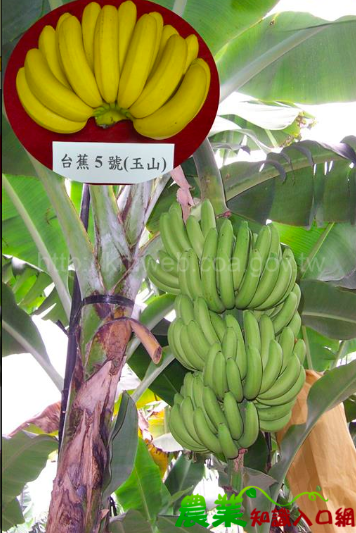 台蕉5號是源自北蕉的改良品種,果皮呈金黃色,果肉香甜 圖:取自農委會香蕉主題館 台蕉5號是源自北蕉的改良品種,果皮呈金黃色,果肉香甜 圖:取自農委會香蕉主題館