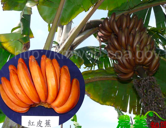 因果皮呈紅色而得名,在南部旗山、左鎮、中部集集、埔里及東部花蓮等地區均有種植 圖:取自農委會香蕉主題館 因果皮呈紅色而得名,在南部旗山、左鎮、中部集集、埔里及東部花蓮等地區均有種植 圖:取自農委會香蕉主題館