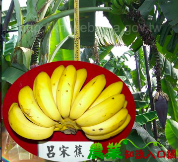 呂宋蕉為熟時青綠色,熟時深黃色,有細小褐色斑點,果肉黃白色 圖:取自農委會香蕉主題館 呂宋蕉為熟時青綠色,熟時深黃色,有細小褐色斑點,果肉黃白色 圖:取自農委會香蕉主題館
