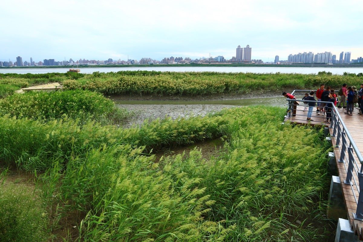 水利處推出初冬溼地一日遊,帶領民眾暢遊社子島溼地。 圖:台北市水利處/提供 水利處推出初冬溼地一日遊,帶領民眾暢遊社子島溼地。 圖:台北市水利處/提供