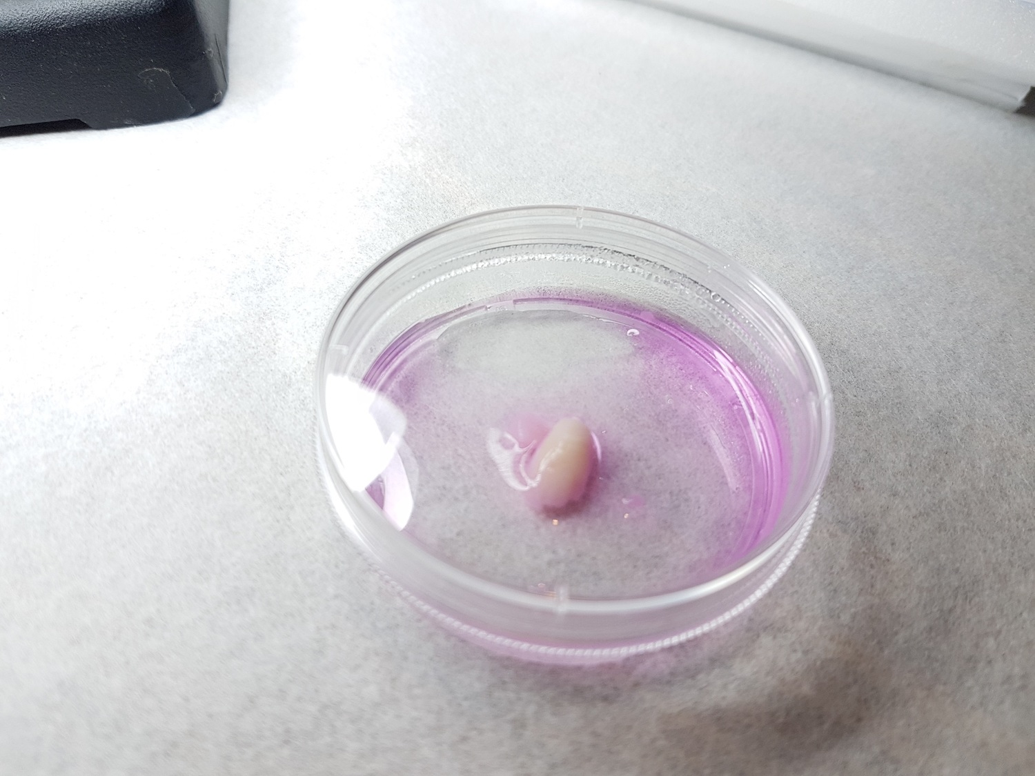由4千萬個分化的肌肉幹細胞所組成,一口要價100萬的「動物幹細胞培養肉」。 圖:台中國立自然科學博物館/提供 由4千萬個分化的肌肉幹細胞所組成,一口要價100萬的「動物幹細胞培養肉」。 圖:台中國立自然科學博物館/提供