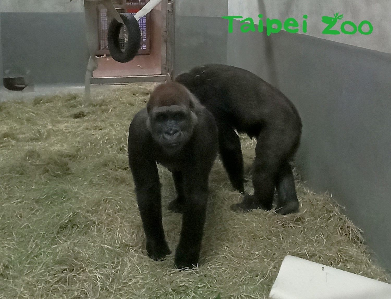 兩隻來自荷蘭Apenheul Primate Park(靈長類公園)的雌性金剛猩猩,順利來到台北市立動物園。 圖:台北市動物園/提供 兩隻來自荷蘭Apenheul Primate Park(靈長類公園)的雌性金剛猩猩,順利來到台北市立動物園。 圖:台北市動物園/提供