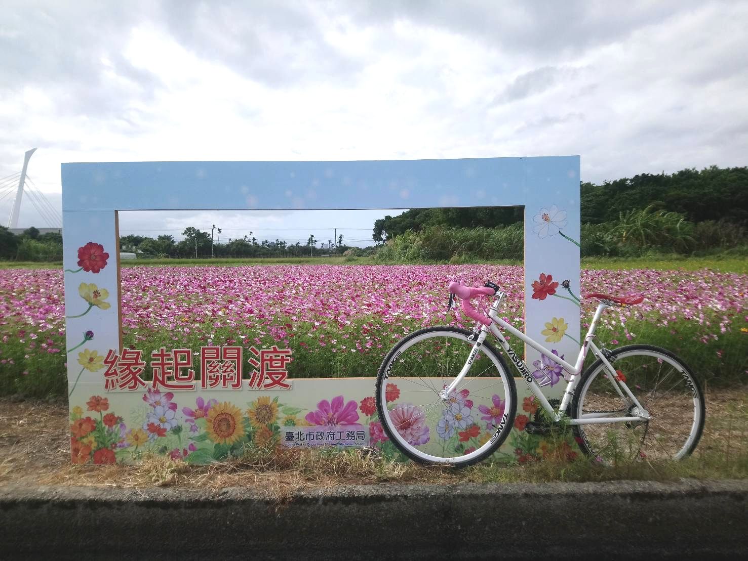 關渡花海正盛開,為了方便遊客前往,特地安排花海專車從捷運唭哩岸站接駁。 圖:台北市工務局/提供 關渡花海正盛開,為了方便遊客前往,特地安排花海專車從捷運唭哩岸站接駁。 圖:台北市工務局/提供