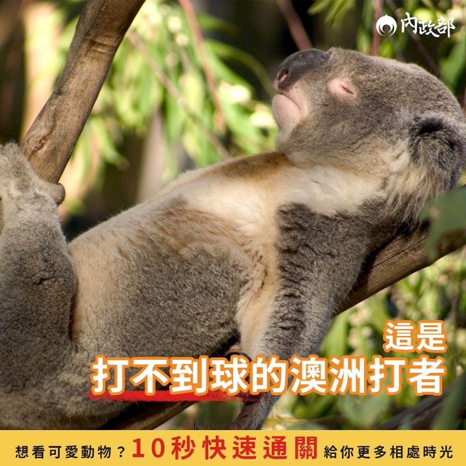 這是在樹上稍作休息的「澳洲打者」。 圖:翻攝自內政部臉書 這是在樹上稍作休息的「澳洲打者」。 圖:翻攝自內政部臉書