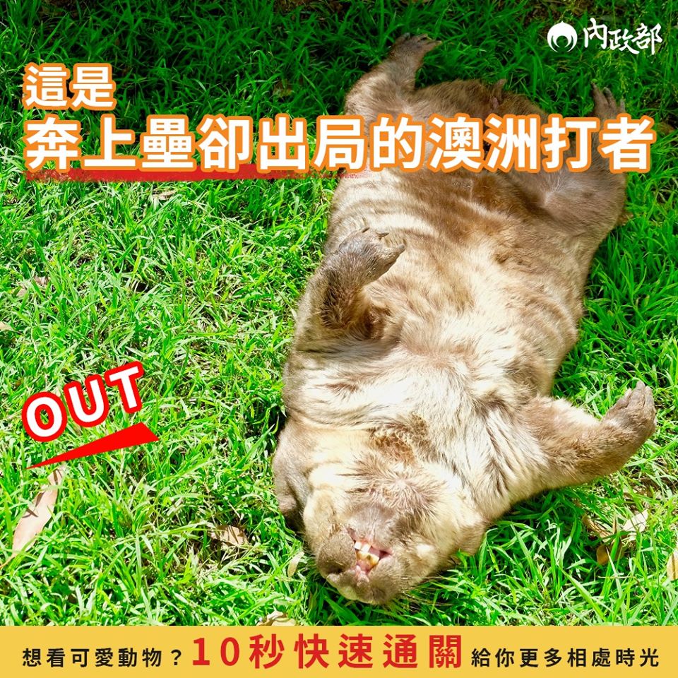 這是貌似十分悠閒的「澳洲打者」。 圖:翻攝自內政部臉書 這是貌似十分悠閒的「澳洲打者」。 圖:翻攝自內政部臉書