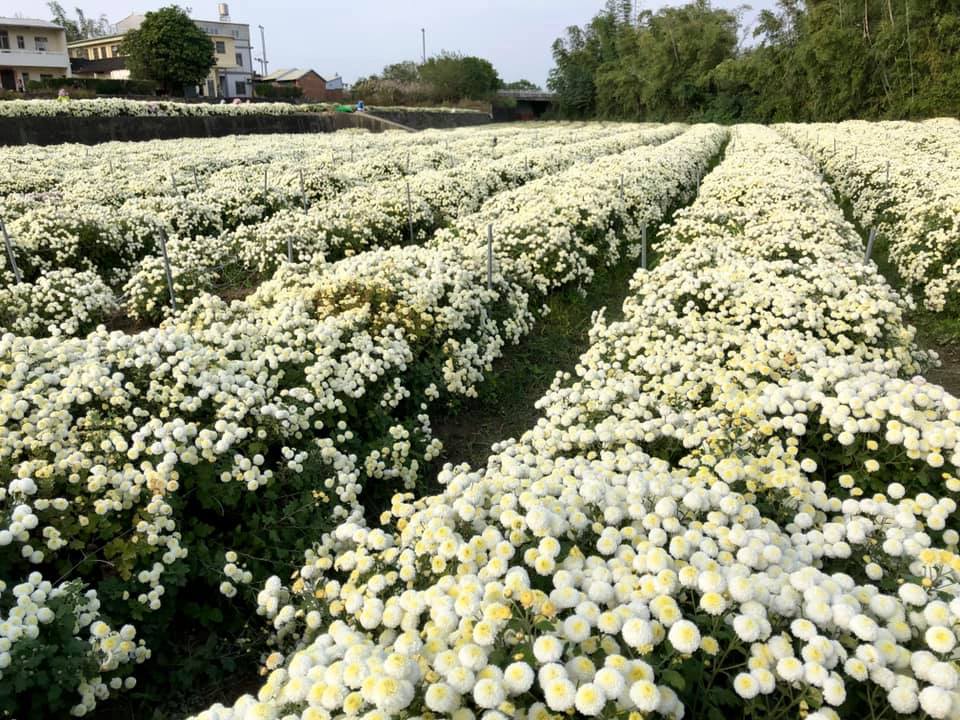 苗栗杭菊已經進入盛開季尾聲,到12月初為止,會開始慢慢凋謝、被採收。 圖:翻攝自花現銅鑼臉書 苗栗杭菊已經進入盛開季尾聲,到12月初為止,會開始慢慢凋謝、被採收。 圖:翻攝自花現銅鑼臉書