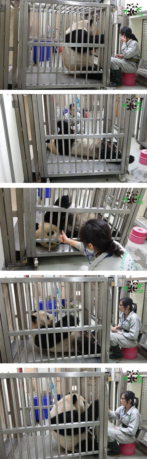 團團的仰臥起坐分解動作。 圖:台北市立動物園/提供 團團的仰臥起坐分解動作。 圖:台北市立動物園/提供
