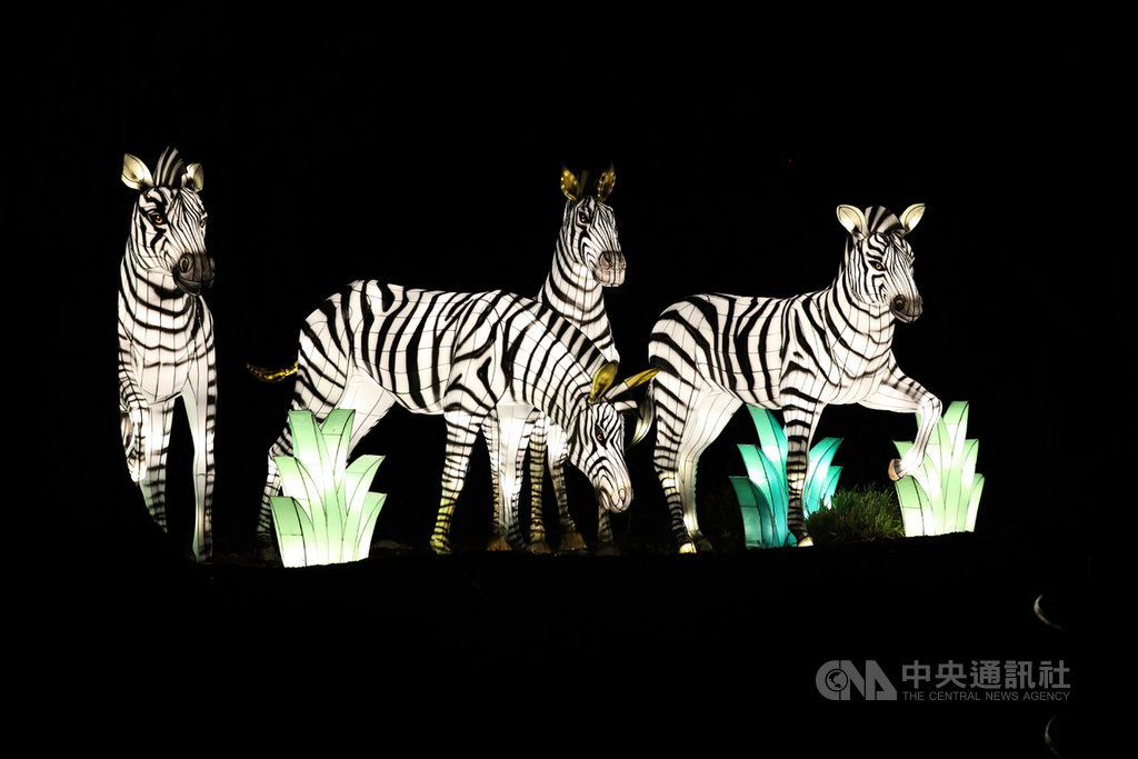 美國史密森尼國家動物園一年一度燈光秀於29日開幕,今年活動新增多盞栩栩如生大型動物造型燈籠,成為活動一大亮點。圖為斑馬造型燈籠。 圖:中央社 美國史密森尼國家動物園一年一度燈光秀於29日開幕,今年活動新增多盞栩栩如生大型動物造型燈籠,成為活動一大亮點。圖為斑馬造型燈籠。 圖:中央社