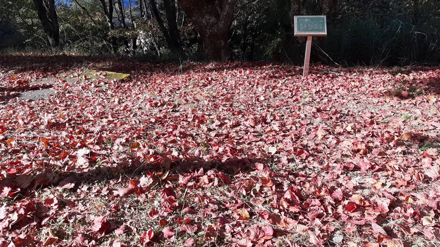目前大雪山地上已經有許多紅葉掉落,鋪成浪漫地毯。 圖:翻攝自山林悠遊網 目前大雪山地上已經有許多紅葉掉落,鋪成浪漫地毯。 圖:翻攝自山林悠遊網