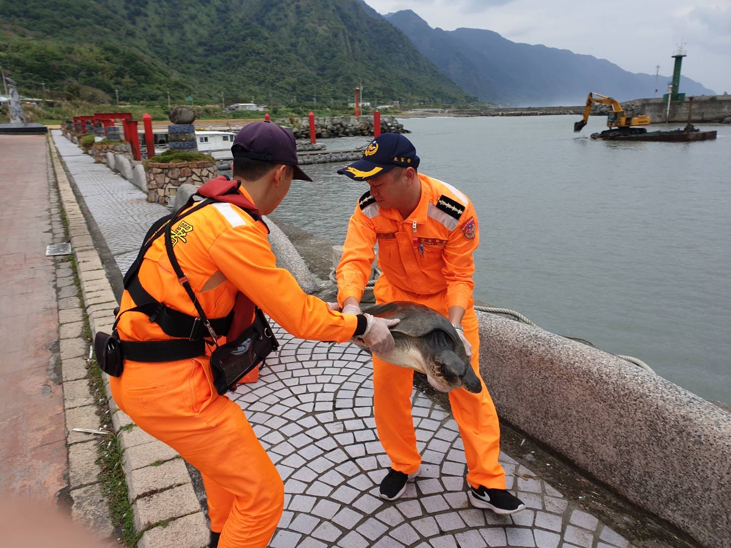 岸巡人員將欖蠵龜暫置於海龜救援桶,防止失溫,並以海水保持欖蠵龜身體濕潤。 圖:海巡署/提供 岸巡人員將欖蠵龜暫置於海龜救援桶,防止失溫,並以海水保持欖蠵龜身體濕潤。 圖:海巡署/提供