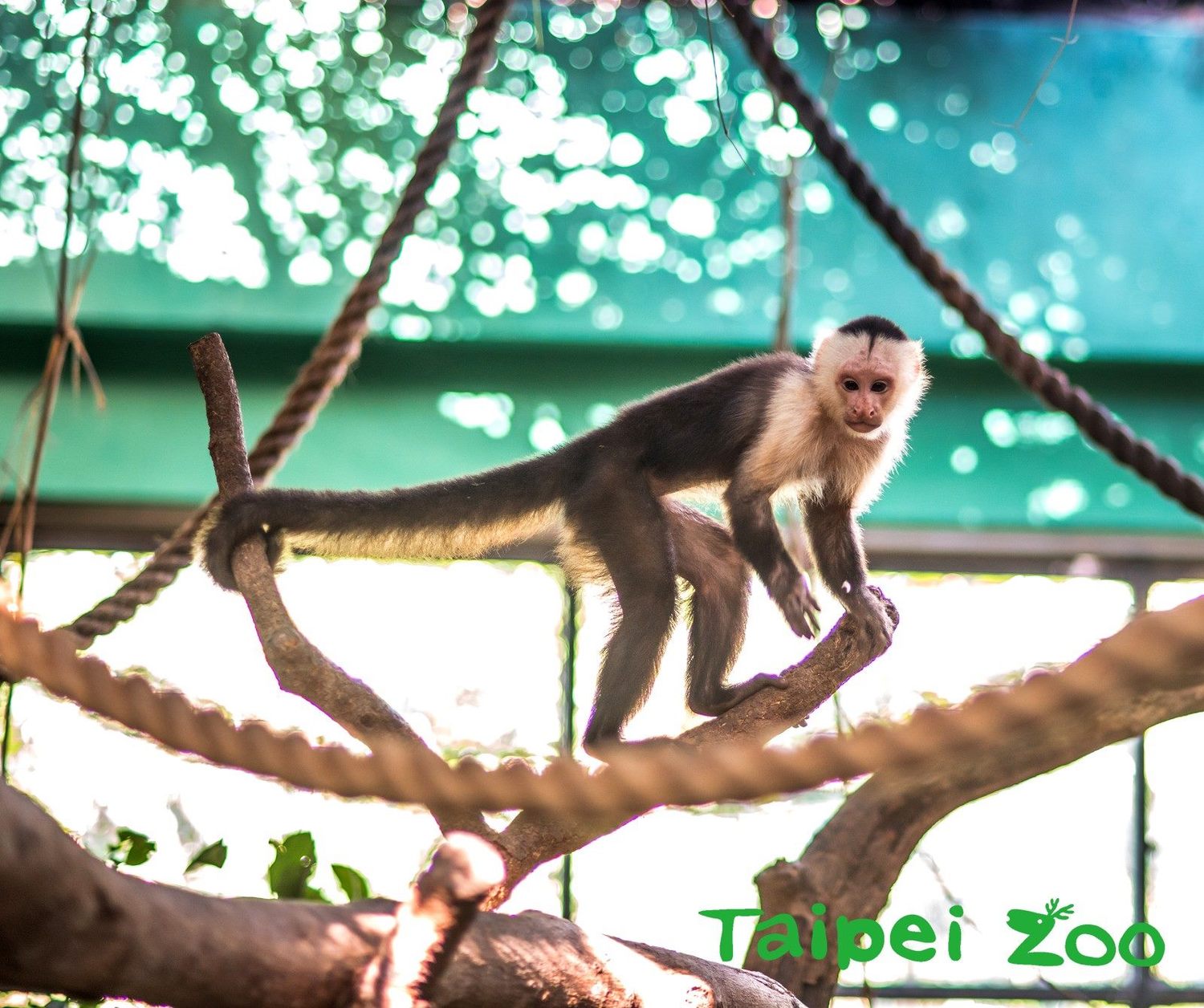 白面捲尾猴的尾巴具有捲握的能力。 圖:台北市立動物園/提供 白面捲尾猴的尾巴具有捲握的能力。 圖:台北市立動物園/提供