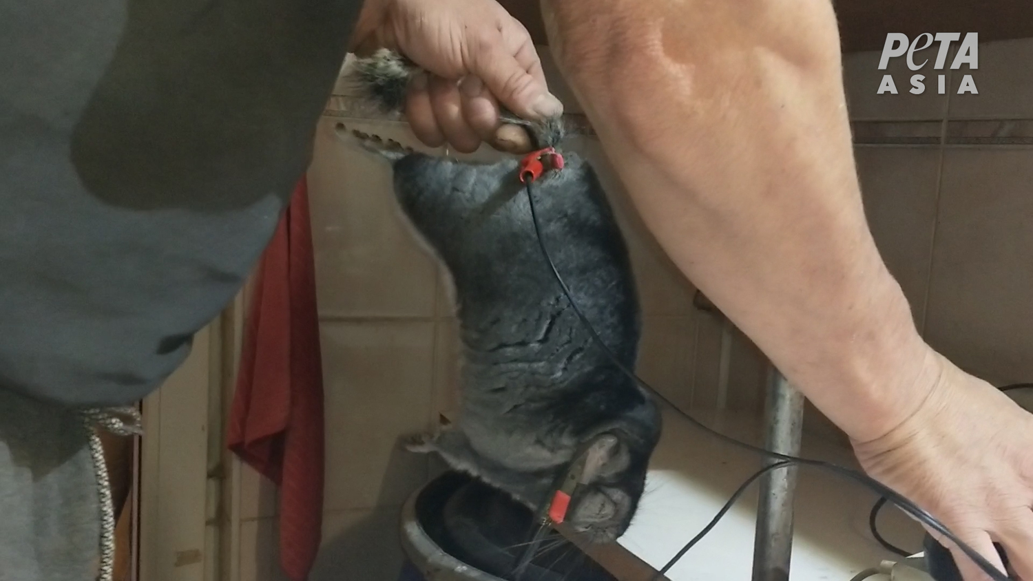 龍貓(毛絲鼠)遭皮草養殖場人員電擊肛門,時間超過一分鐘以上。 圖:由PETA提供 龍貓(毛絲鼠)遭皮草養殖場人員電擊肛門,時間超過一分鐘以上。 圖:由PETA提供