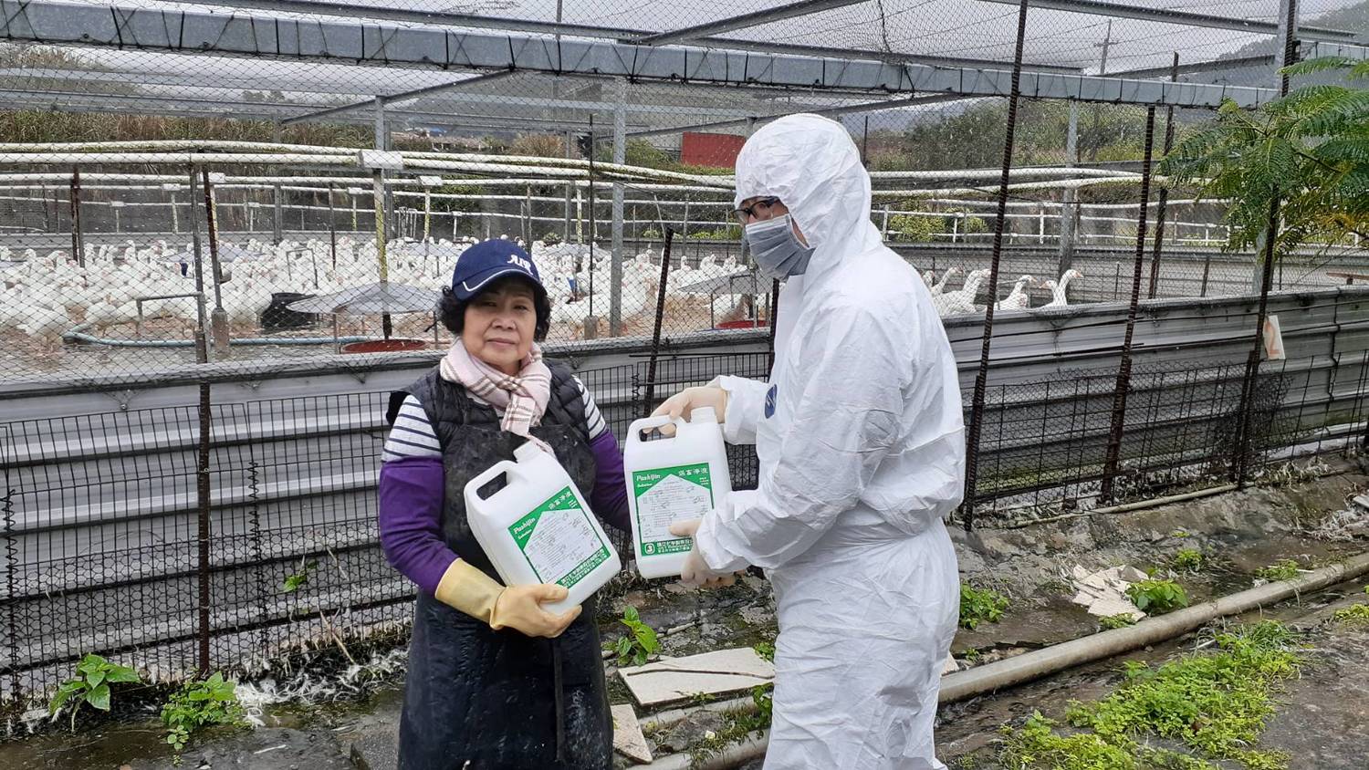 新北市動保處提養禽場業者消毒水,進行消毒防疫。 圖:新北市動保處/提供 新北市動保處提養禽場業者消毒水,進行消毒防疫。 圖:新北市動保處/提供