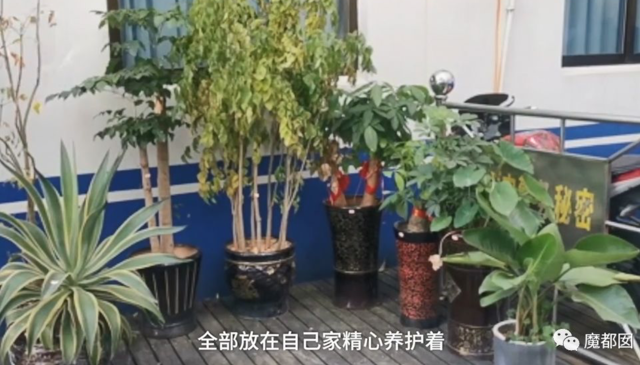 他會根據每盆盆栽的情況,將質地、含水量、孔隙度等重新配置了酸鹼度合適的土壤,增配了營養,全部採用進口的山泥 腐草土 泥炭土,其養護成本極高,甚至高出了盆栽本身的價格。同時他修剪了枝葉,盆栽都發出了新的頂芽,腋芽。重新調整了花盆,每日根據日照情況不斷的搬進搬出室外,保證充分的陽光照射,定時澆水除蟲。 他會根據每盆盆栽的情況,將質地、含水量、孔隙度等重新配置了酸鹼度合適的土壤,增配了營養,全部採用進口的山泥 腐草土 泥炭土,其養護成本極高,甚至高出了盆栽本身的價格。同時他修剪了枝葉,盆栽都發出了新的頂芽,腋芽。重新調整了花盆,每日根據日照情況不斷的搬進搬出室外,保證充分的陽光照射,定時澆水除蟲。