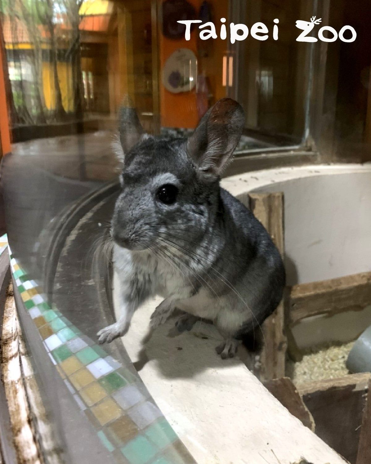 絨鼠是夜行性的動物,自夜行動物館拆除後就分別住在兒童動物區及保育區。 圖:台北市立動物園/提供 絨鼠是夜行性的動物,自夜行動物館拆除後就分別住在兒童動物區及保育區。 圖:台北市立動物園/提供