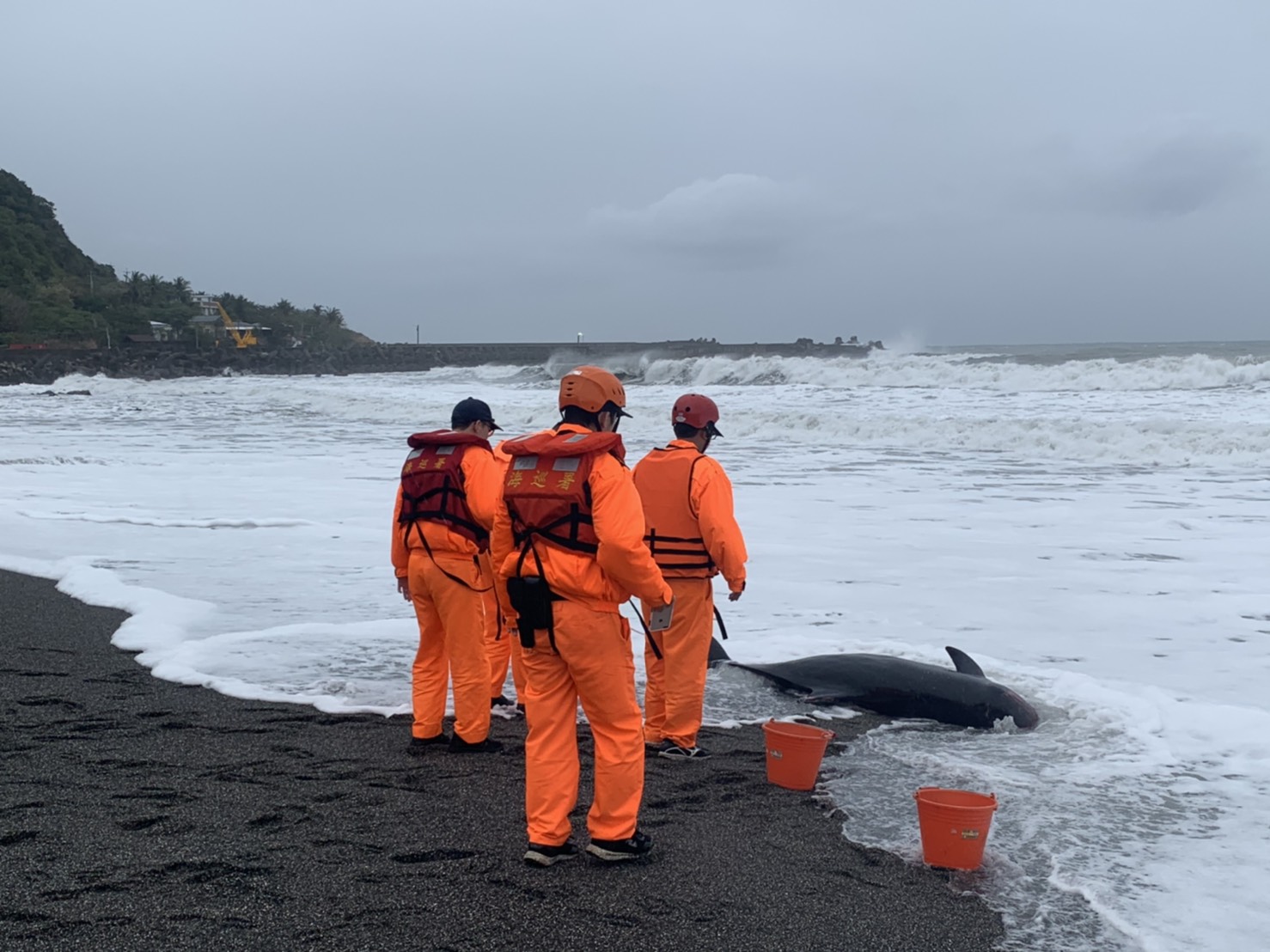 岸巡同仁協發現死亡鯨豚後,隨即實施蒐證及量測。 圖:海巡署/提供 岸巡同仁協發現死亡鯨豚後,隨即實施蒐證及量測。 圖:海巡署/提供