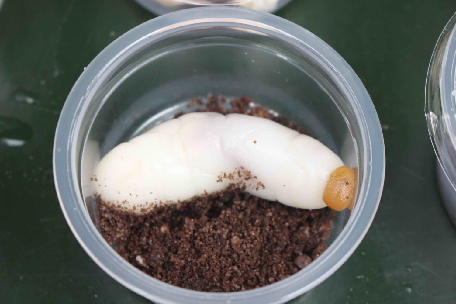 竹林中學國一生物培訓社攤位販售商品其中之一的雞母蟲麻糬,成為學生討論的熱門商品。 竹林中學國一生物培訓社攤位販售商品其中之一的雞母蟲麻糬,成為學生討論的熱門商品。