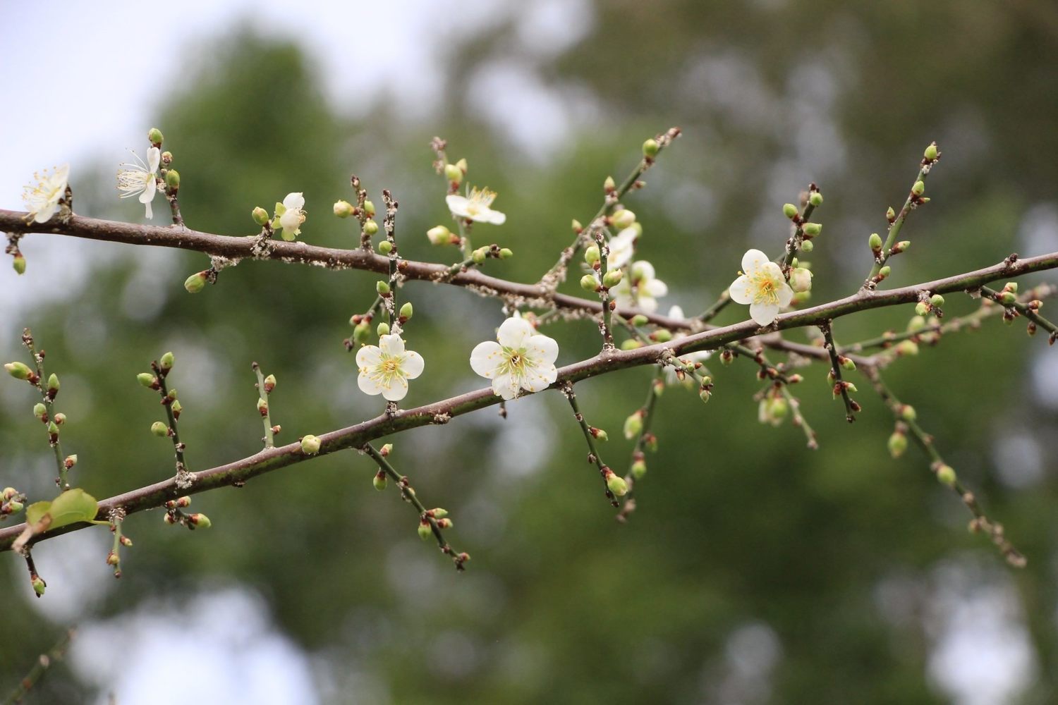 士林官邸的梅花目前花開3成,預計元旦假期會盛開。 圖:北市工務局公園路燈工程管理處/提供 士林官邸的梅花目前花開3成,預計元旦假期會盛開。 圖:北市工務局公園路燈工程管理處/提供