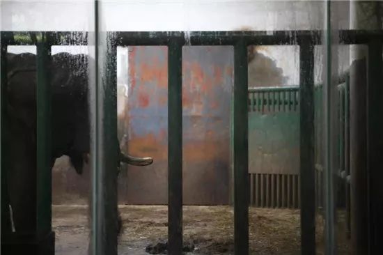 動物園內大象的生活環境。 圖:PETA/提供 動物園內大象的生活環境。 圖:PETA/提供