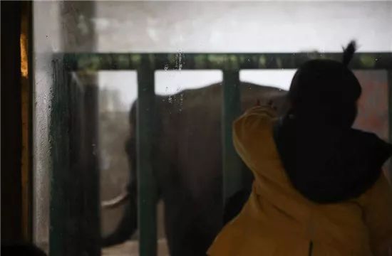 動物園內大象的生活環境。 圖:PETA/提供 動物園內大象的生活環境。 圖:PETA/提供