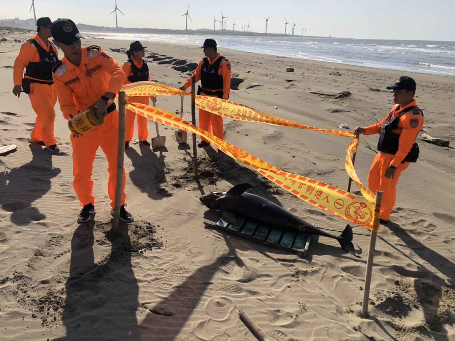海巡署呼籲,民眾若於岸際發現需要救助之海洋生物,應儘速撥打118海巡服務專線,以利救援。 圖:海巡署/提供 海巡署呼籲,民眾若於岸際發現需要救助之海洋生物,應儘速撥打118海巡服務專線,以利救援。 圖:海巡署/提供