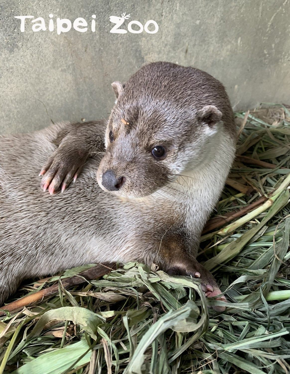 台北市立動物園在2014年時,因為參與林務局野生動物收容救傷計畫,收容照養了當時仍未開眼的歐亞水獺寶寶「大金」和「小金」兄弟檔。 圖:台北市立動物園/提供 台北市立動物園在2014年時,因為參與林務局野生動物收容救傷計畫,收容照養了當時仍未開眼的歐亞水獺寶寶「大金」和「小金」兄弟檔。 圖:台北市立動物園/提供