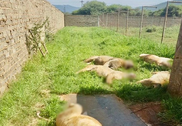 南非一農場驚傳獅群命案,清查後發現共10屍16命,遇害獅子都遭到斷掌。 圖:翻攝自Yusuf Abramjee推特 南非一農場驚傳獅群命案,清查後發現共10屍16命,遇害獅子都遭到斷掌。 圖:翻攝自Yusuf Abramjee推特