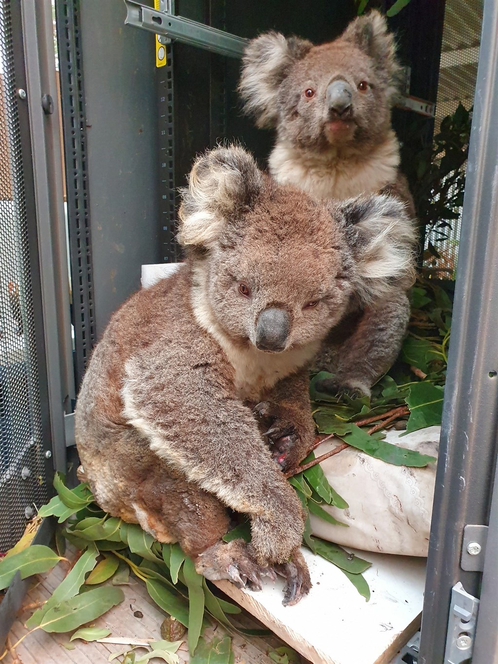 澳洲野火也讓無尾熊等多種生物生存面臨威脅。 圖 : 翻攝自facebook.com/kiwildlifepark 澳洲野火也讓無尾熊等多種生物生存面臨威脅。 圖 : 翻攝自facebook.com/kiwildlifepark