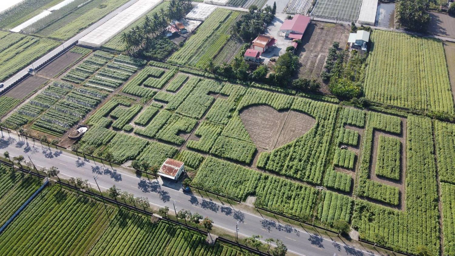 葵花圖騰秀出大大的「2020 I ❤ 30」。 圖:翻攝自高雄市杉林區公所臉書 葵花圖騰秀出大大的「2020 I ❤ 30」。 圖:翻攝自高雄市杉林區公所臉書