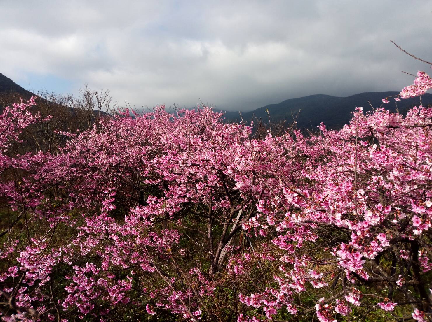 平菁街42巷的寒櫻今年提早盛開，花卉實驗中心與仰德大道4段的山櫻花也提前兩周開跑。翻攝自：台北新花漾臉書