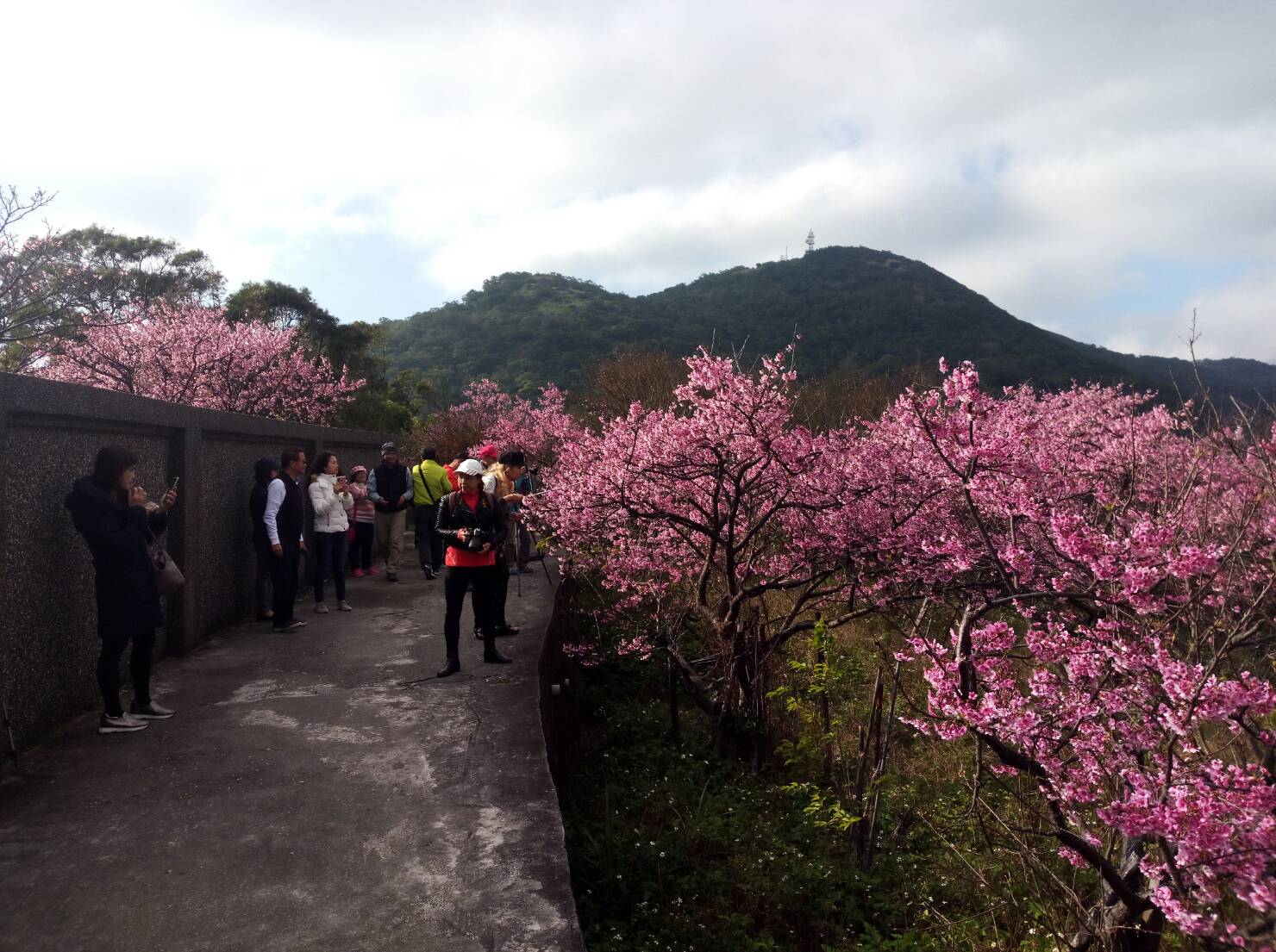 平菁街42巷是著名賞花點,整排櫻花怒放,為冬天的陽明山拉開迎春的序幕。 翻攝自:台北新花漾臉書 平菁街42巷是著名賞花點,整排櫻花怒放,為冬天的陽明山拉開迎春的序幕。 翻攝自:台北新花漾臉書