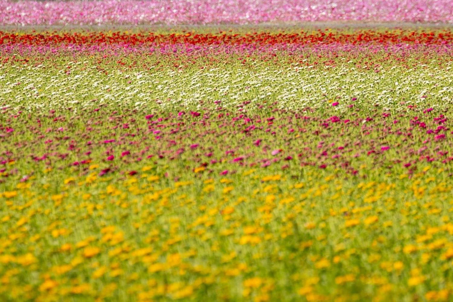 今年除了油菜花、波斯菊、百日草彩虹花道外,更加入了明亮金黃的向日葵花海。 圖:嘉義縣政府/提供 今年除了油菜花、波斯菊、百日草彩虹花道外,更加入了明亮金黃的向日葵花海。 圖:嘉義縣政府/提供
