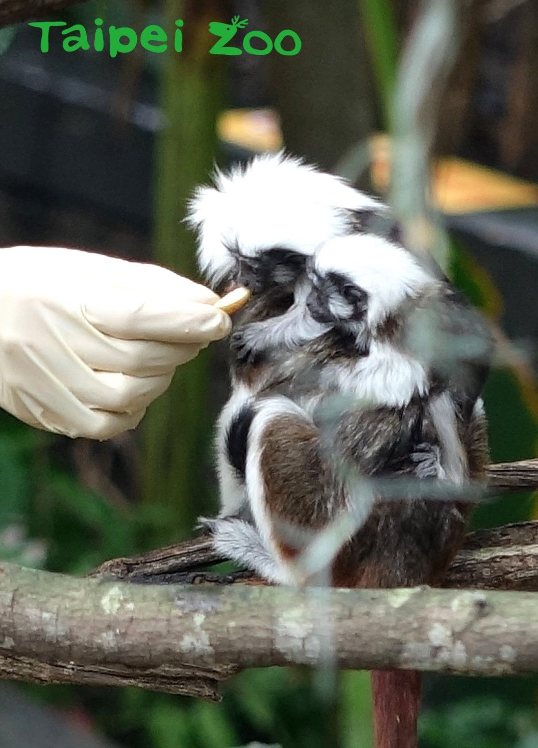 棉頭絹猴寶寶滿月、探索環境學習攀爬。 圖:台北市立動物園/提供 棉頭絹猴寶寶滿月、探索環境學習攀爬。 圖:台北市立動物園/提供
