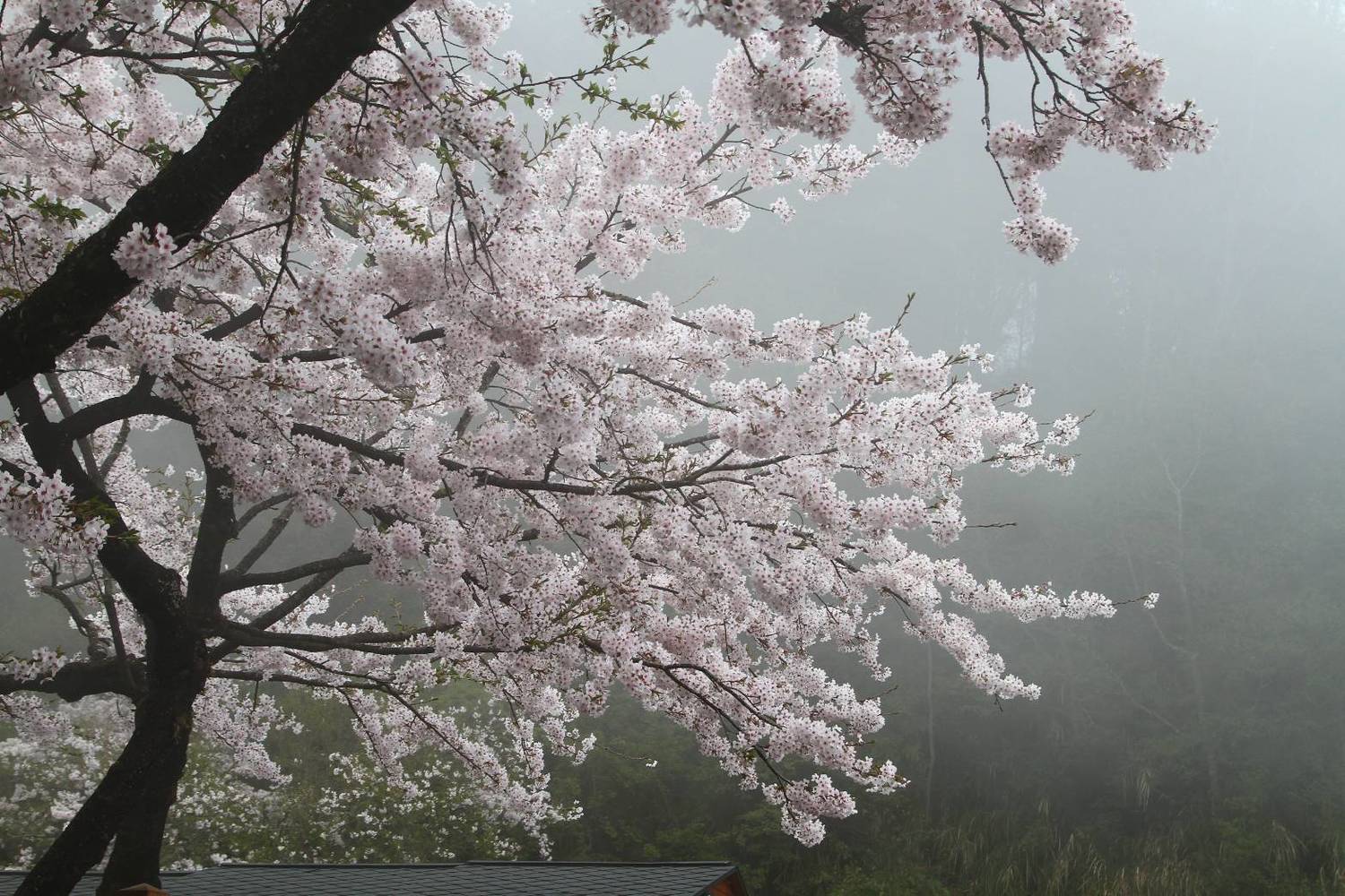 在雲霧中盛開的花樹別有一番魅力。 圖:嘉義林管處/提供 在雲霧中盛開的花樹別有一番魅力。 圖:嘉義林管處/提供