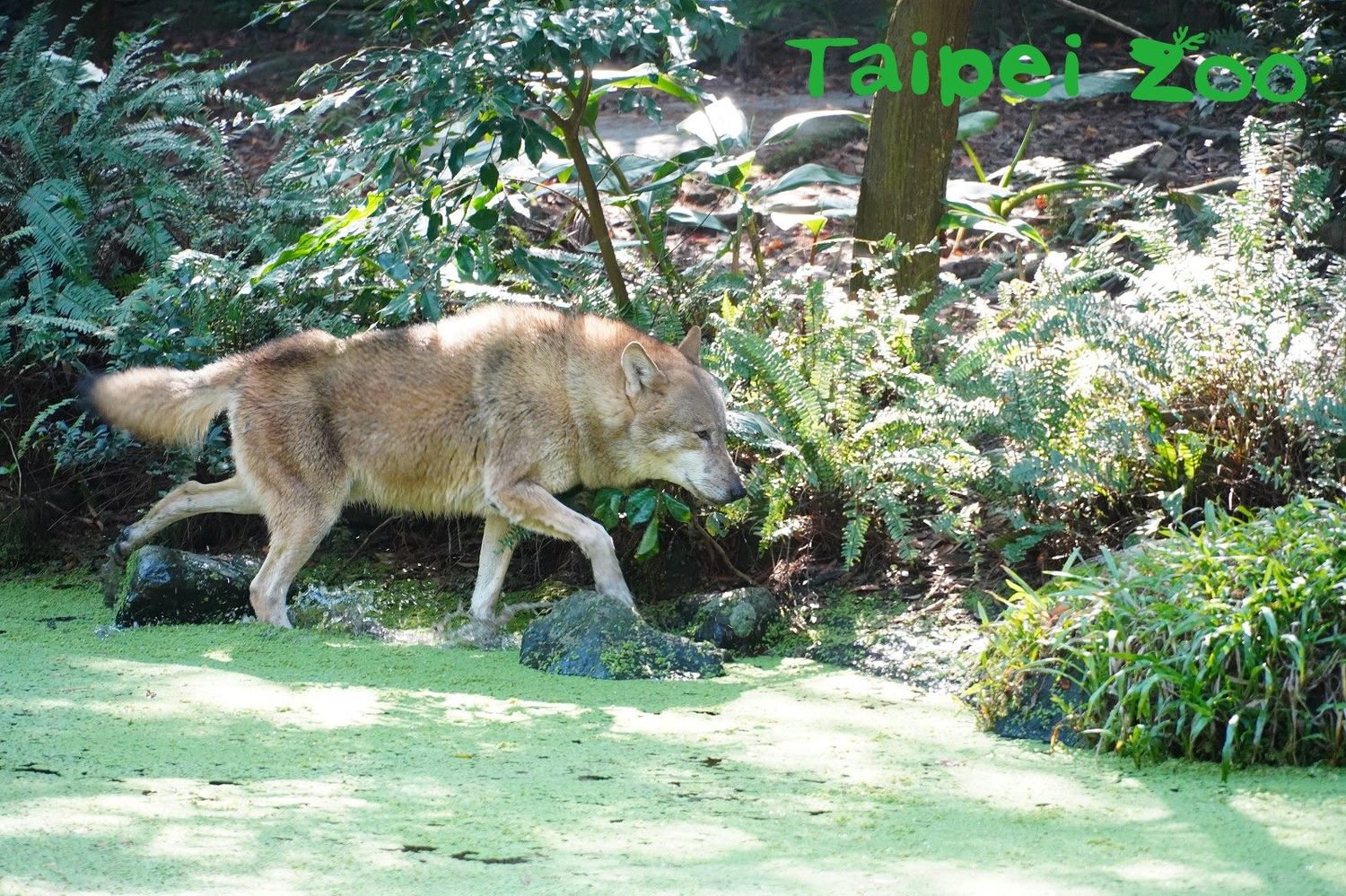 今年「沃夫」能不能成功打動「蘿拉」的芳心呢? 圖:北市動物園/提供 今年「沃夫」能不能成功打動「蘿拉」的芳心呢? 圖:北市動物園/提供